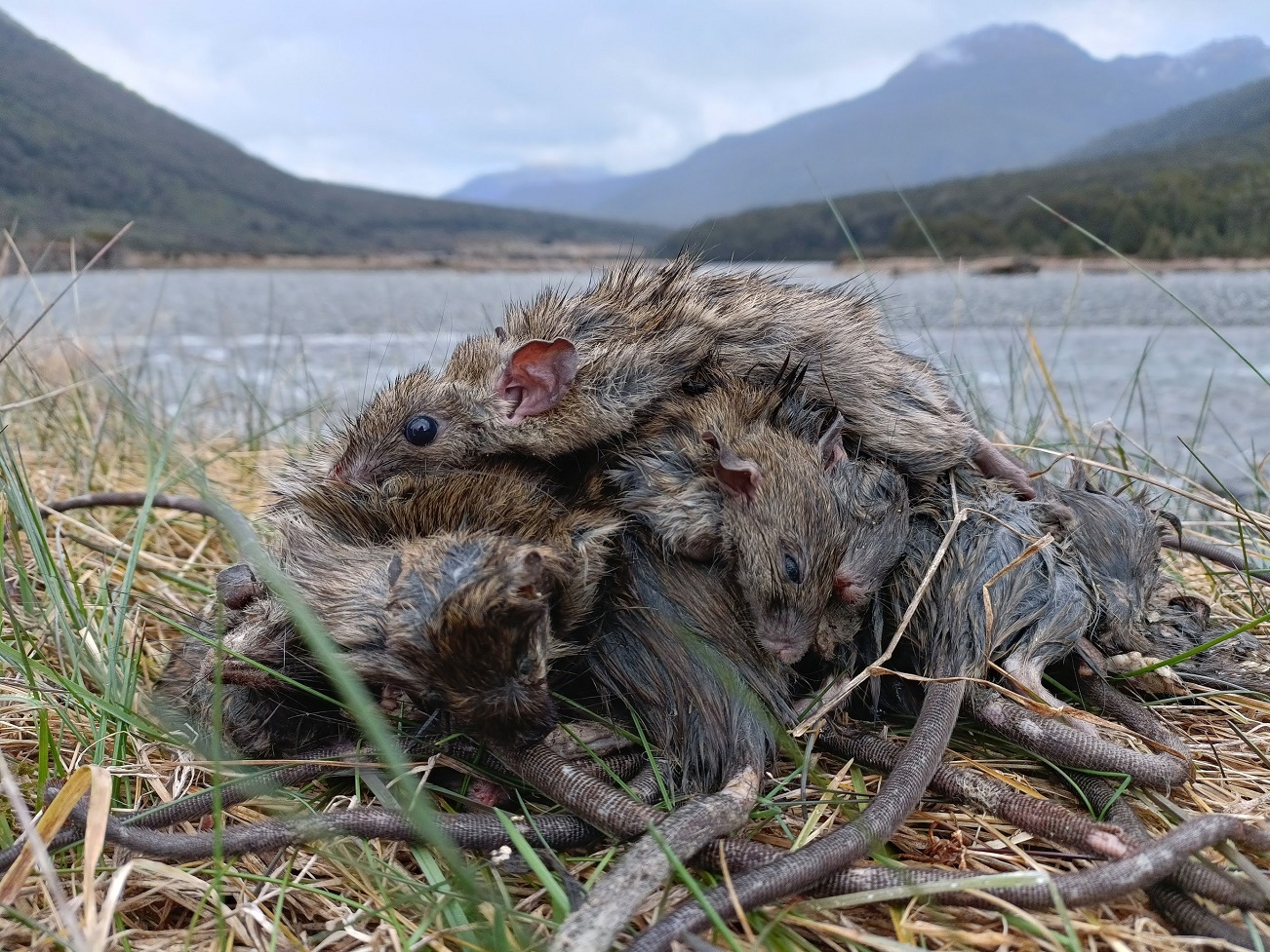 These 20 rats were trapped between the Blue Pools and Davis Flat and were picked up this month...