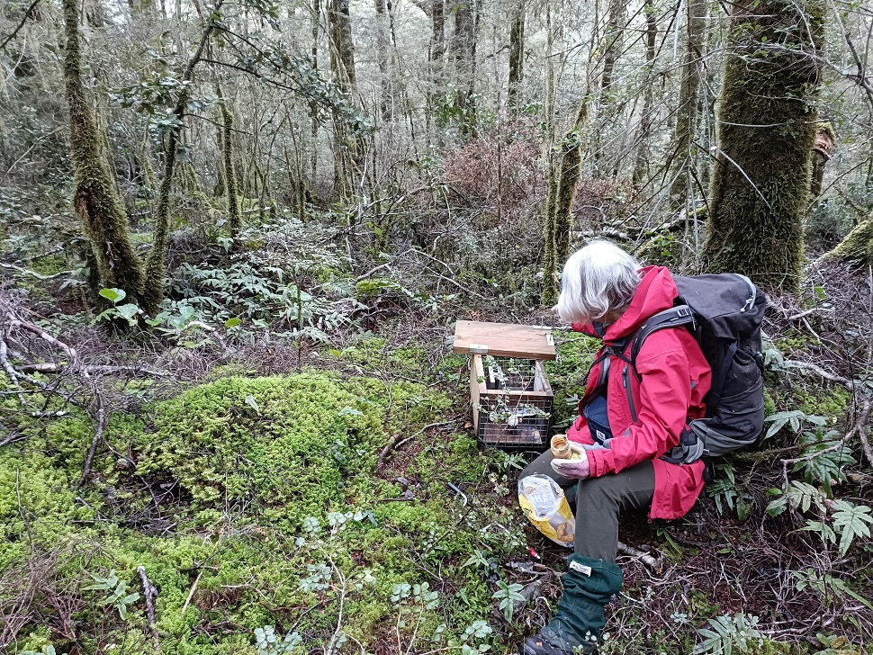 A rat trap is set with peanut butter near the Blue Pools. Photo: Andrew Peniket/Forest & Bird