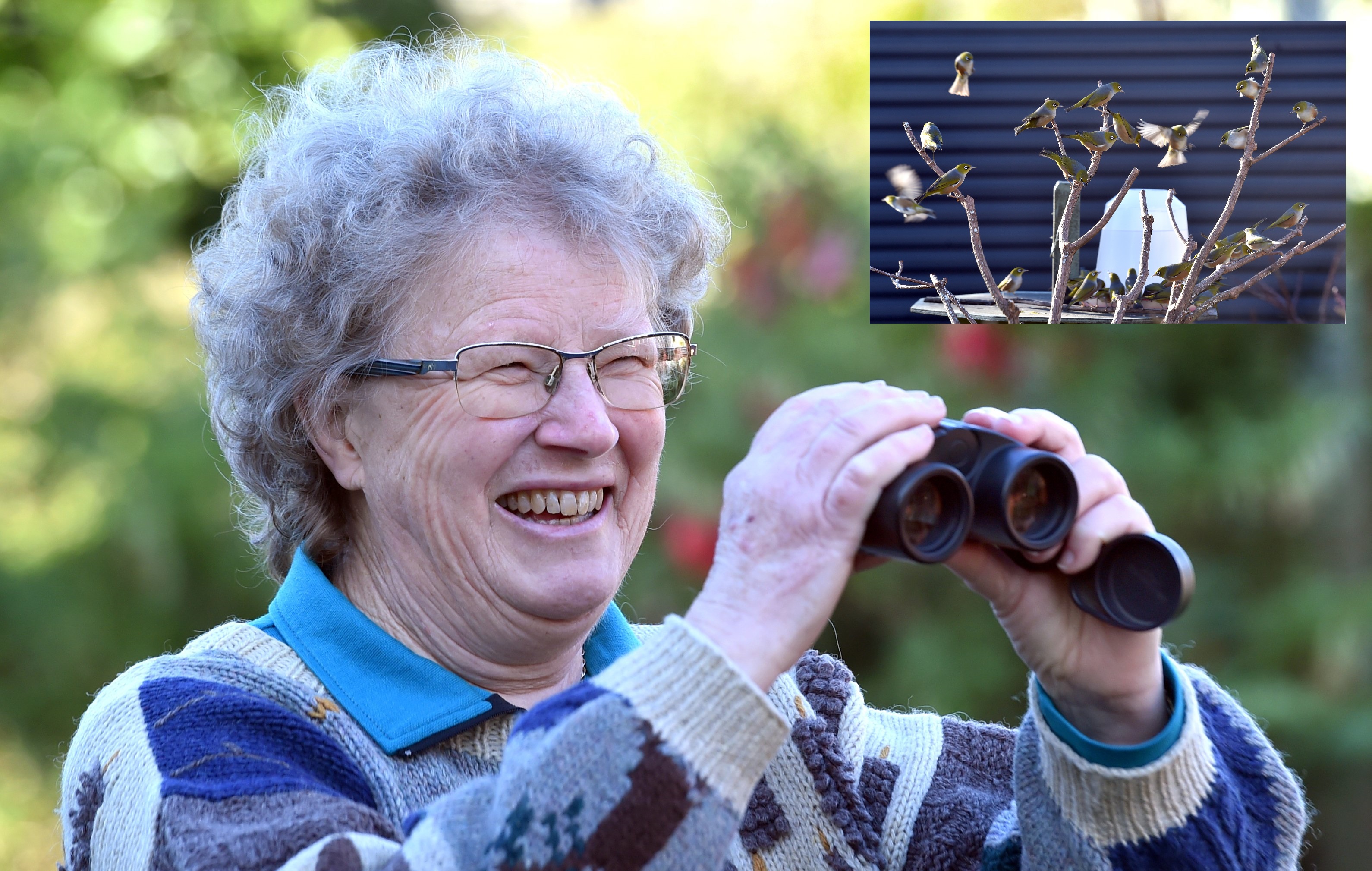 Mary Thompson keeps her eye on a flock of tauhou (silvereyes) gathered around a sugar water bird...