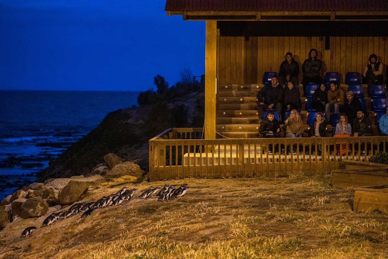 Visitors enjoy the night viewing at the Oamaru Blue Penguin Colony. The colony is looking forward...