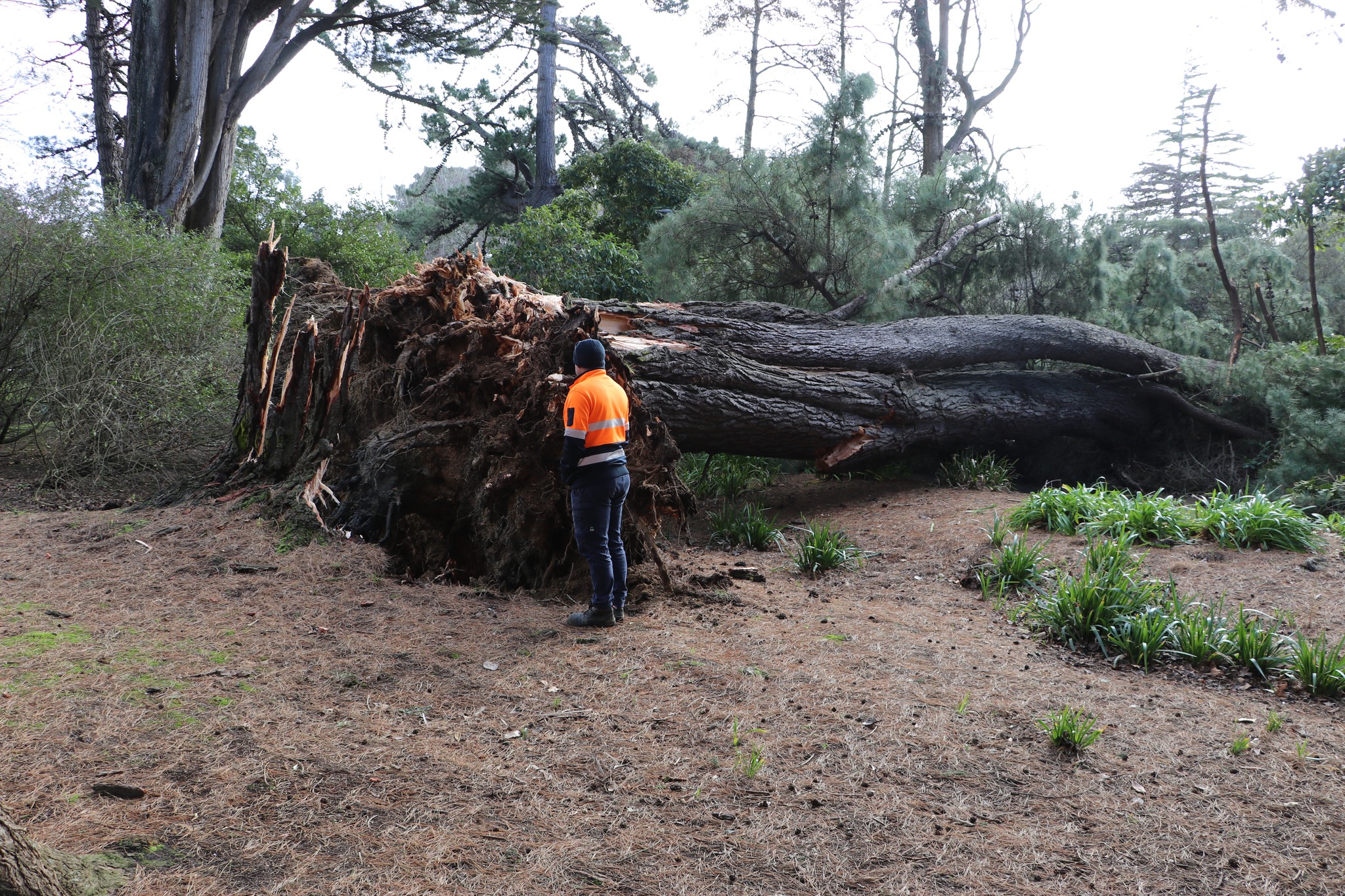 A contractor for the council inspects the tree. Photo: Supplied 