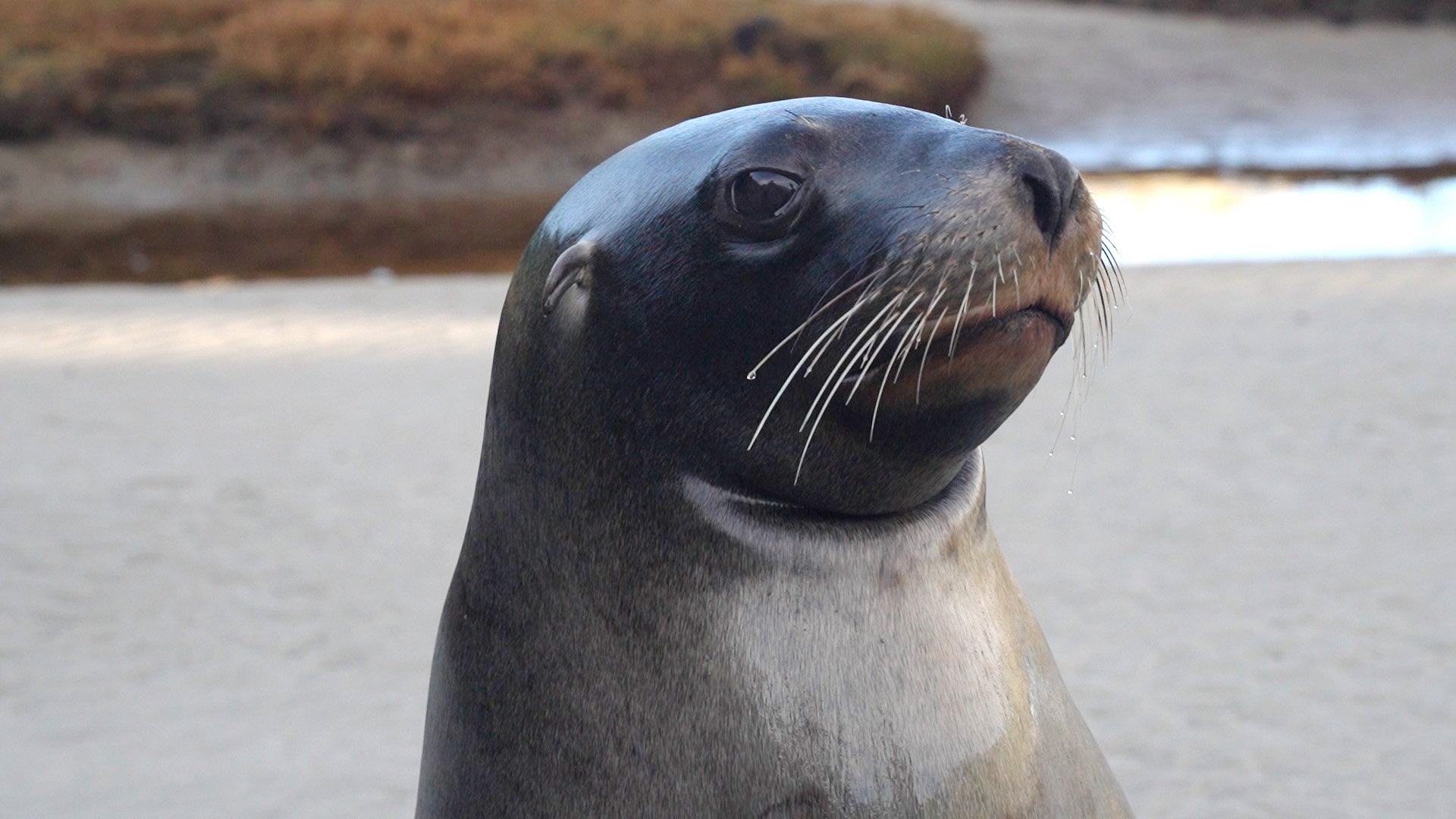 A still image from the film Guardian of the Sea Lions.