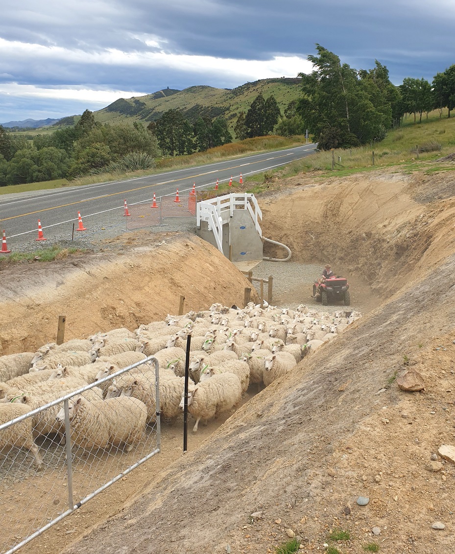 Fynn Mitchell moves a flock of sheep through an underpass on his family farm in Lumsden last year...