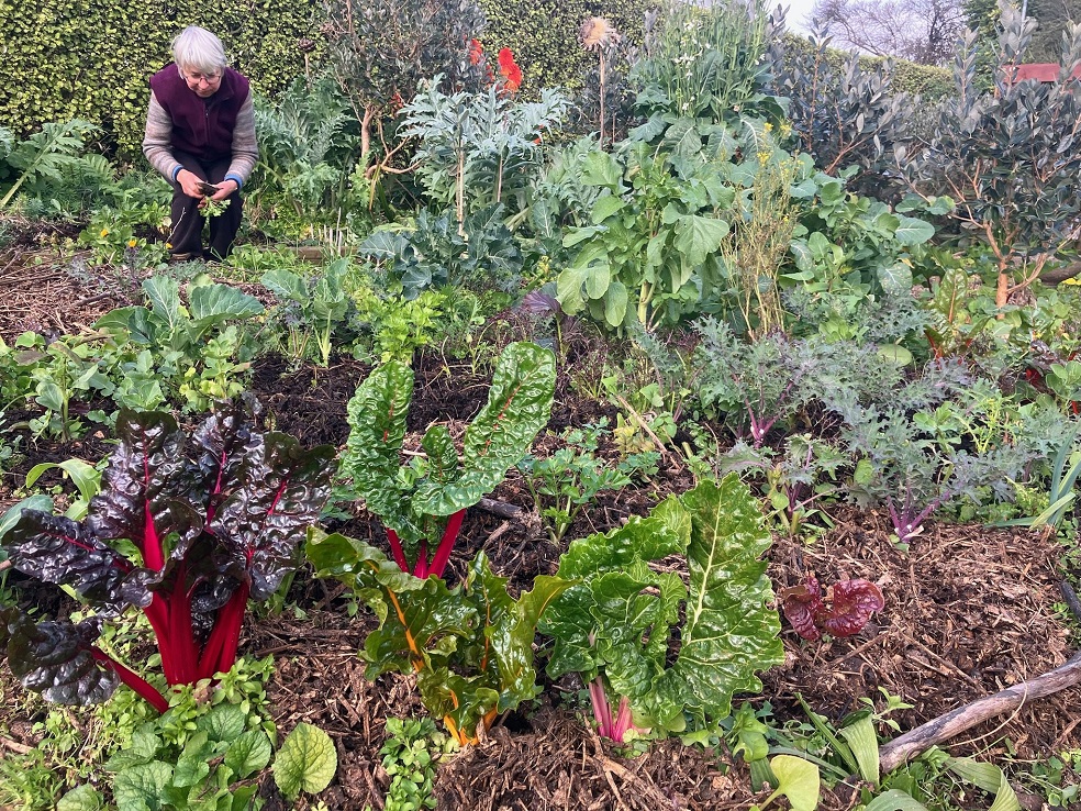 Seniors Climate Action Network member Sue Novelle tends to vegetables in her garden. Photo: supplied