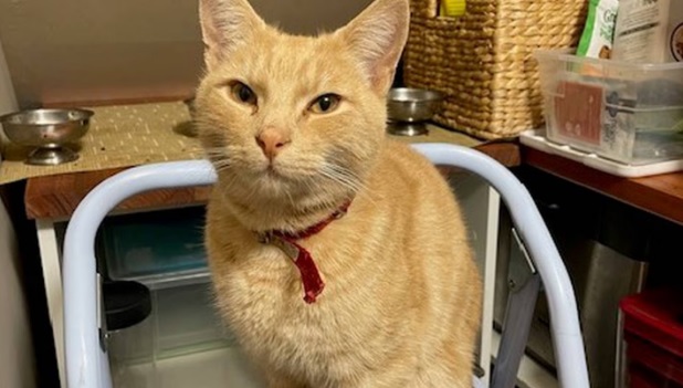 The Wallace-Cochrane family's pet, Yellow Cat. Photo: Supplied