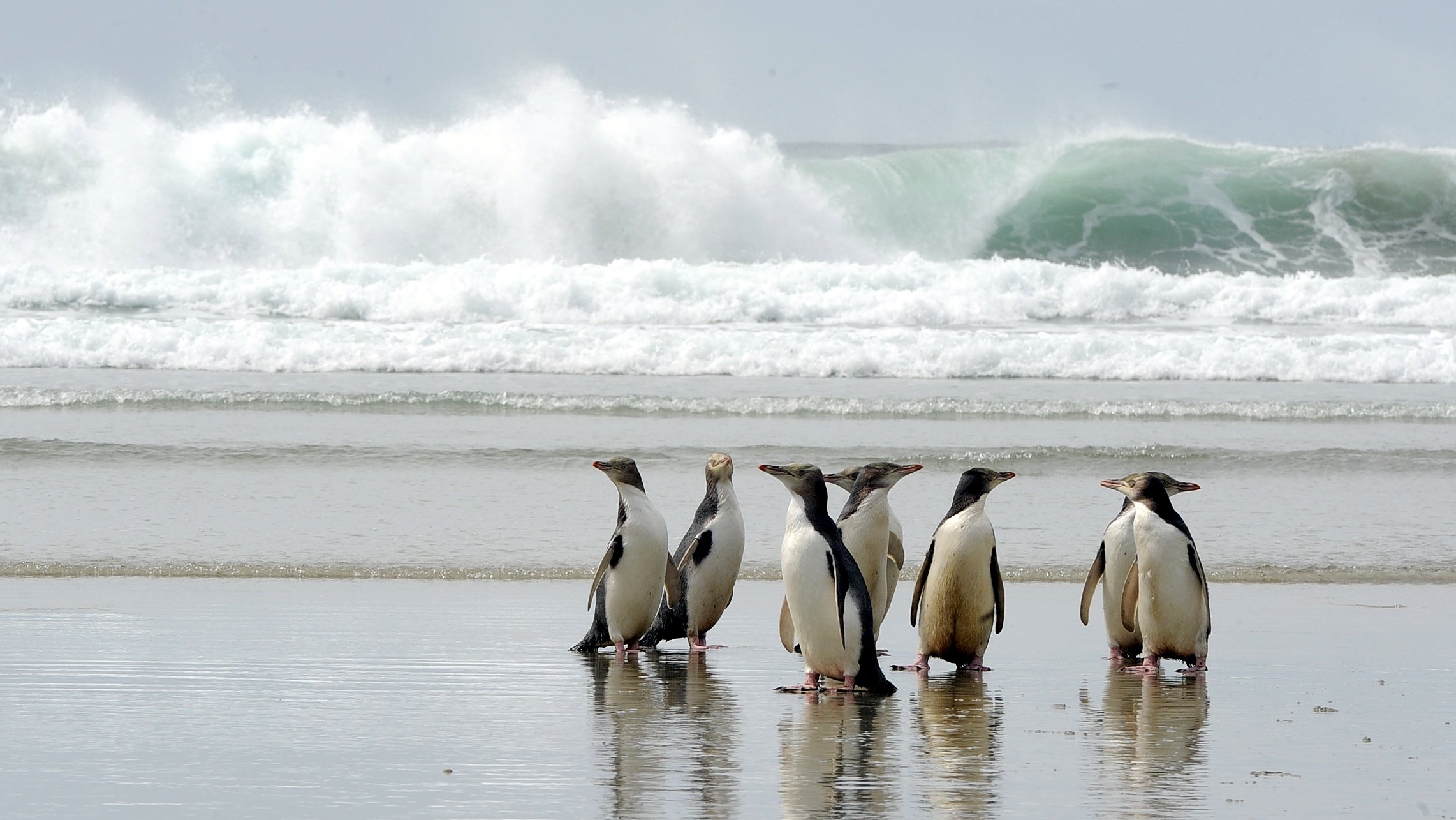 Hoiho yellow-eyed penguins prepare to go out for dinner at an Otago Peninsula beach. Photo: Craig...