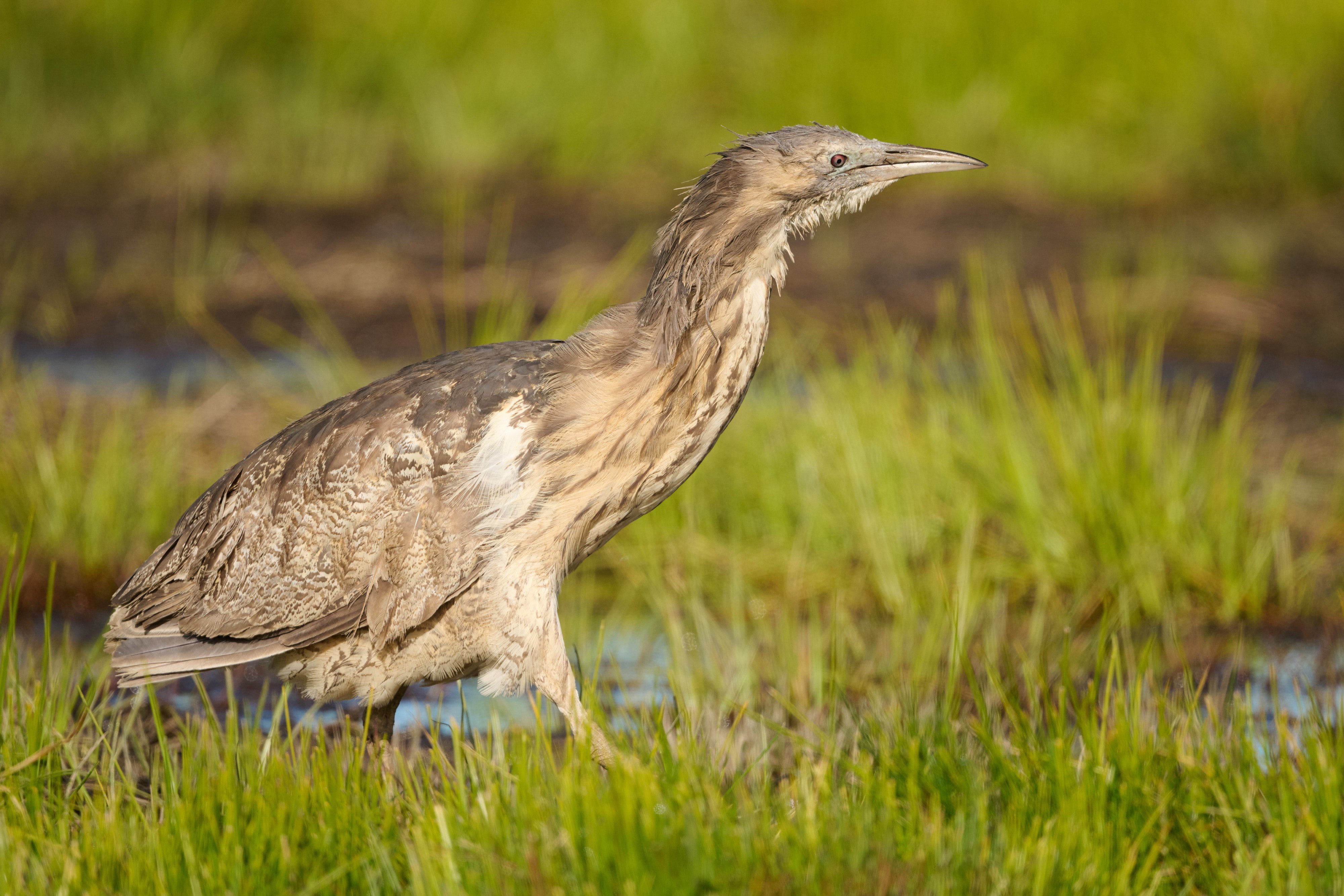 A matuku-hūrepo (Australasian bittern). PHOTO: CRAIG MCKENZIE