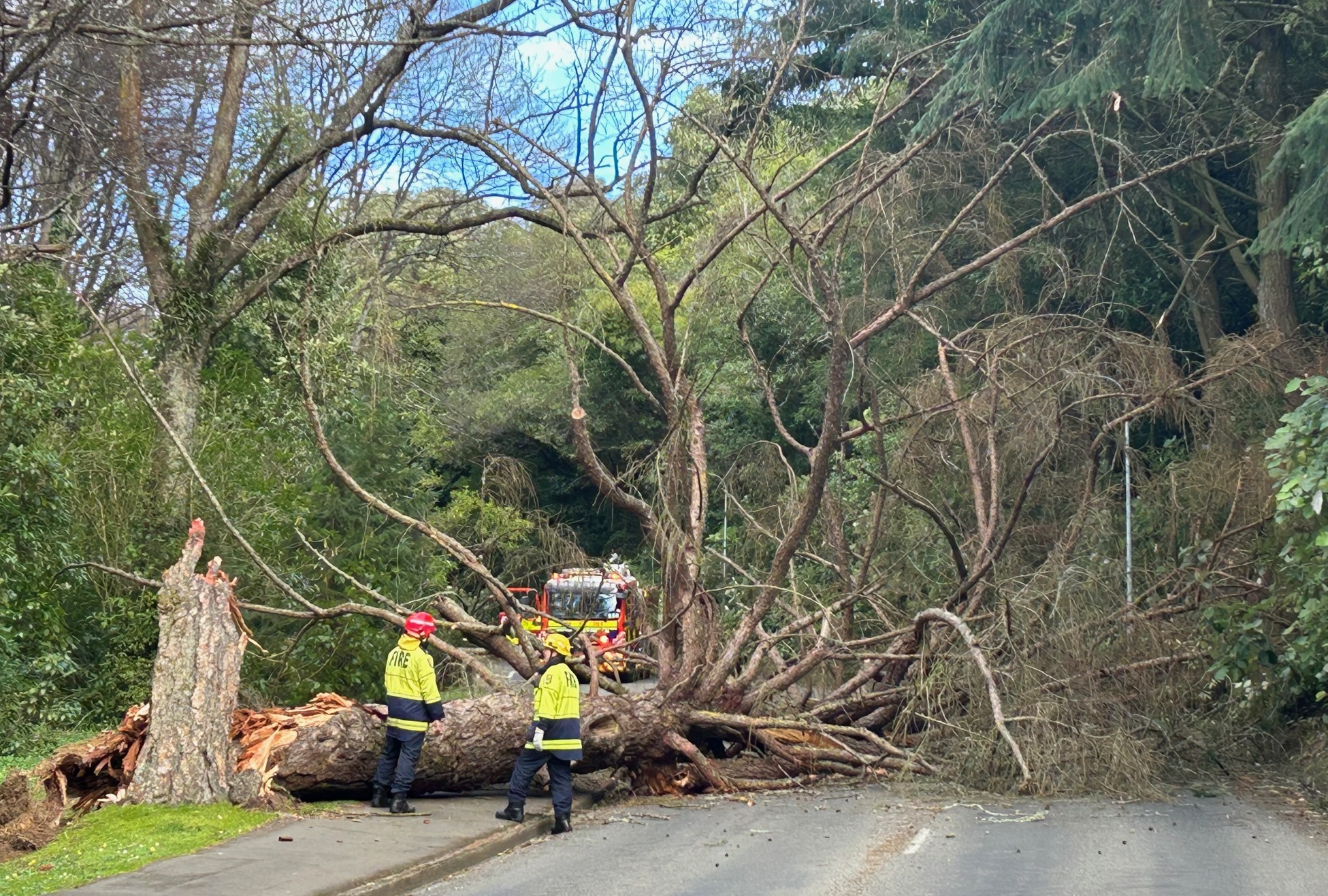 Firefighters at the scene where the tree fell in Maori Road this afternoon. Photo: Gregor Richardson