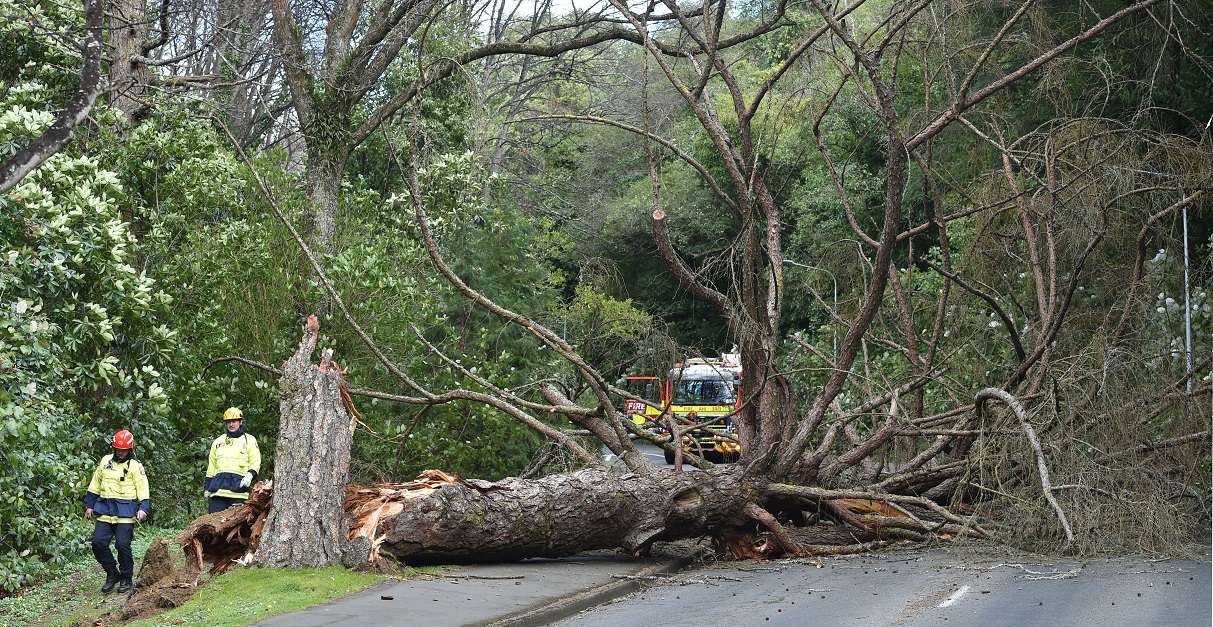 Fire and Emergency New Zealand staff investigate the base of a fallen tree in Maori Rd yesterday....