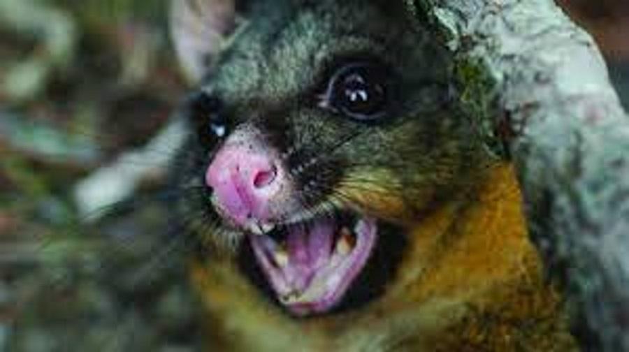 New Zealand's Predator Free 2050's target pests include the possum. Photo: ODT files 