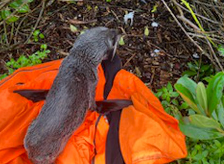 The baby seal being released away from the train tracks. Photo: Ratana Waihi-Davies/via NZ Herald 