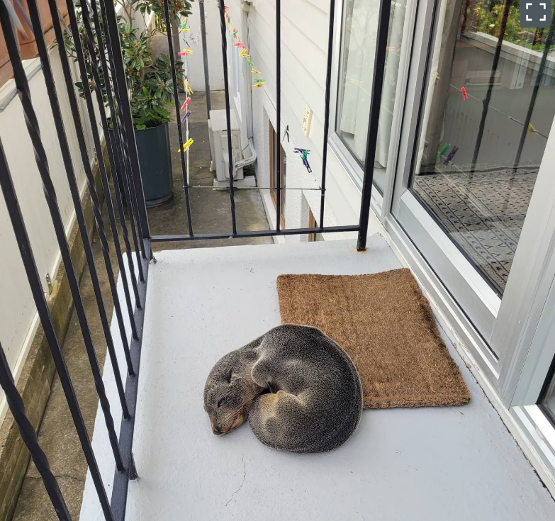 A baby seal was found napping outside an Eastbourne home. Photo: Pete B/ via NZ Herald 