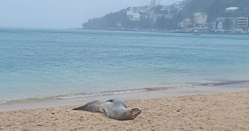 A leopard seal was spotted during stormy Wellington weather, lazing on Freyberg Beach in...