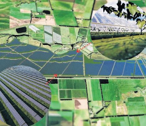 A graphic of the proposed Waipara solar farm layout and possible agri­voltaics site. GRAPHIC:...