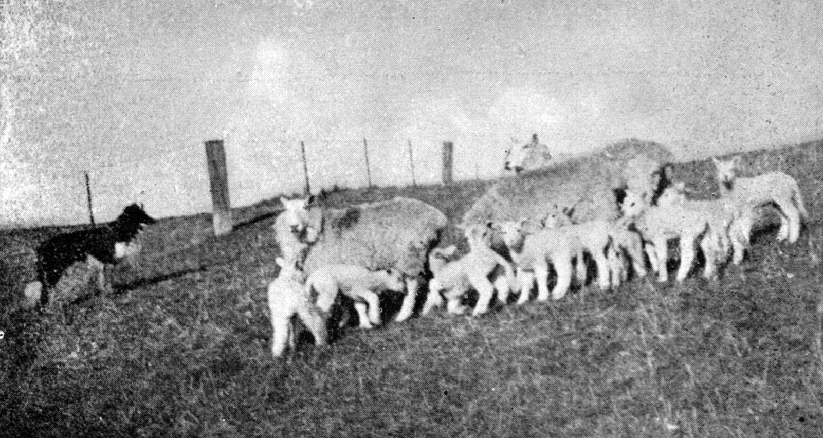 Three ewes with nine lambs on John Pollock’s Kauru Hill farm, inland from Oamaru. — Otago Witness...