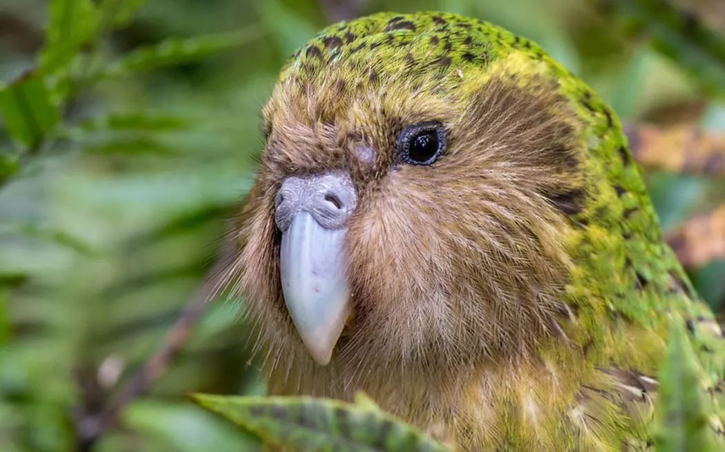 The kākāpō is preparing to take on all comers. Photo: Jake Osborne