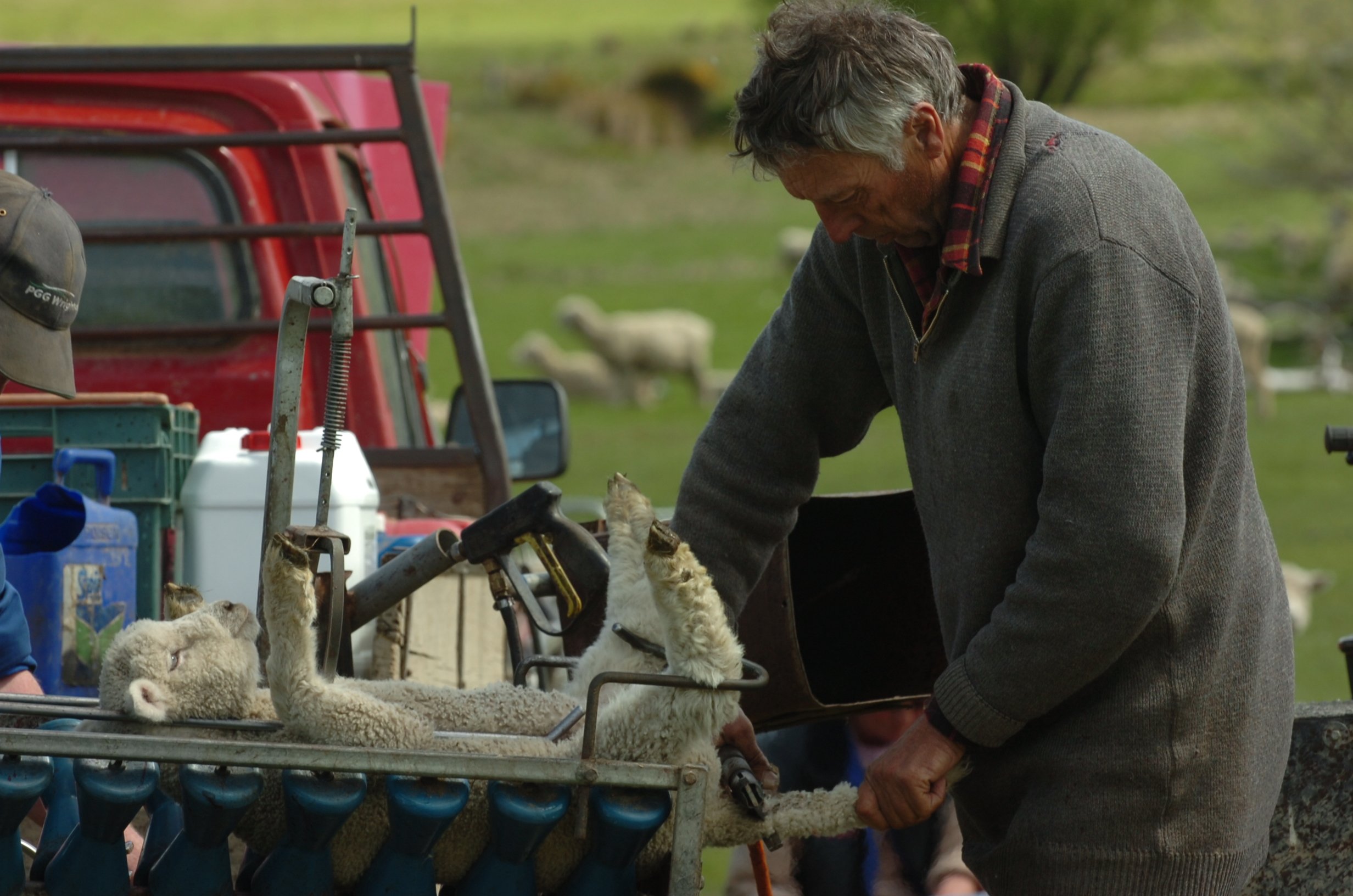 Farmers who supply the NZ Merino Company have been directed that pain relief for lambs will be...