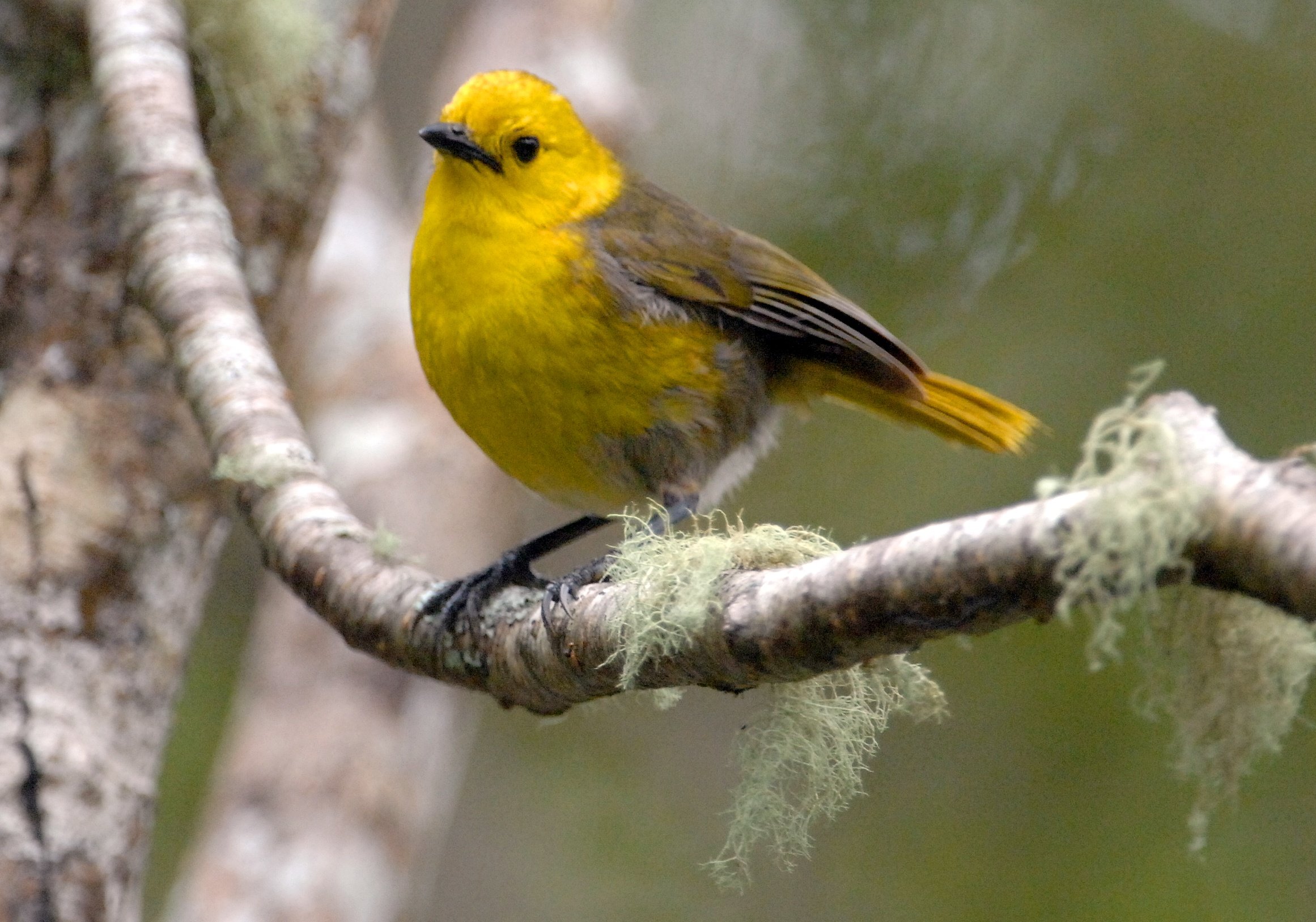 Mohua, dubbed the bush canary by European settlers, are accomplished vocalists. Photo: Stephen...