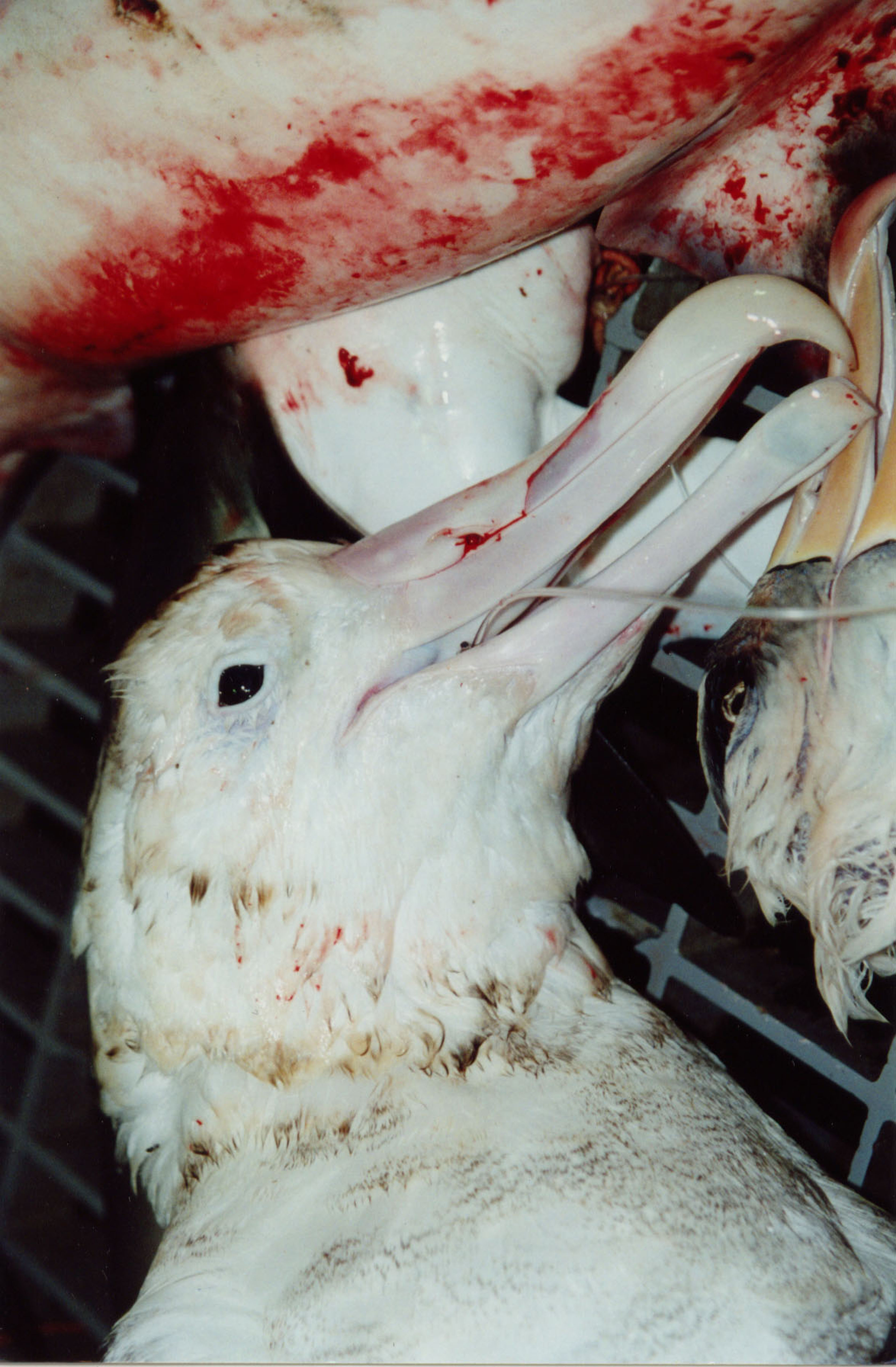 Albatrosse – Death on the Fishing Hook