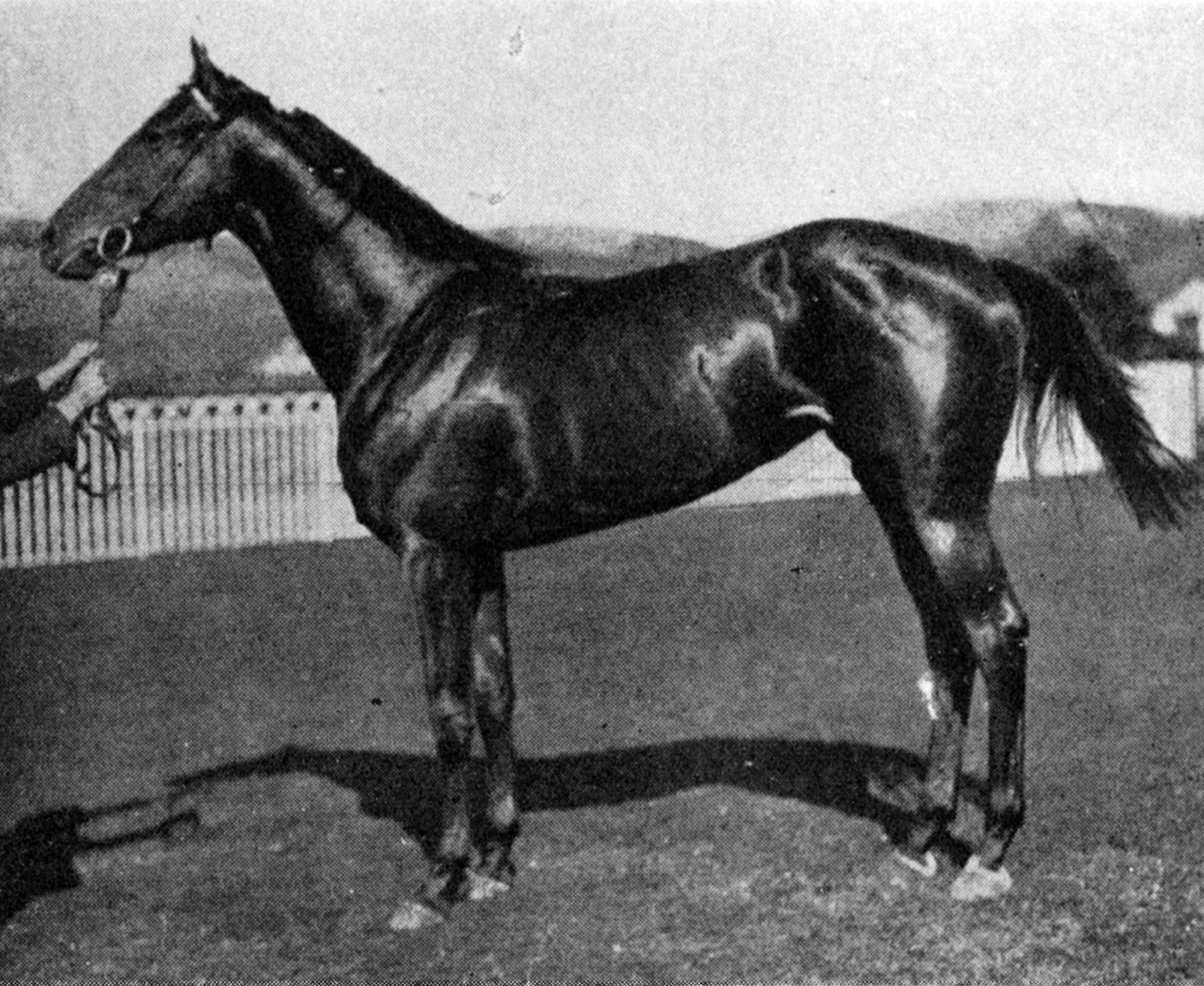 Sir George Clifford's horse Wild Hind, winner of the Dunedin Guineas at the Dunedin Jockey Club's...