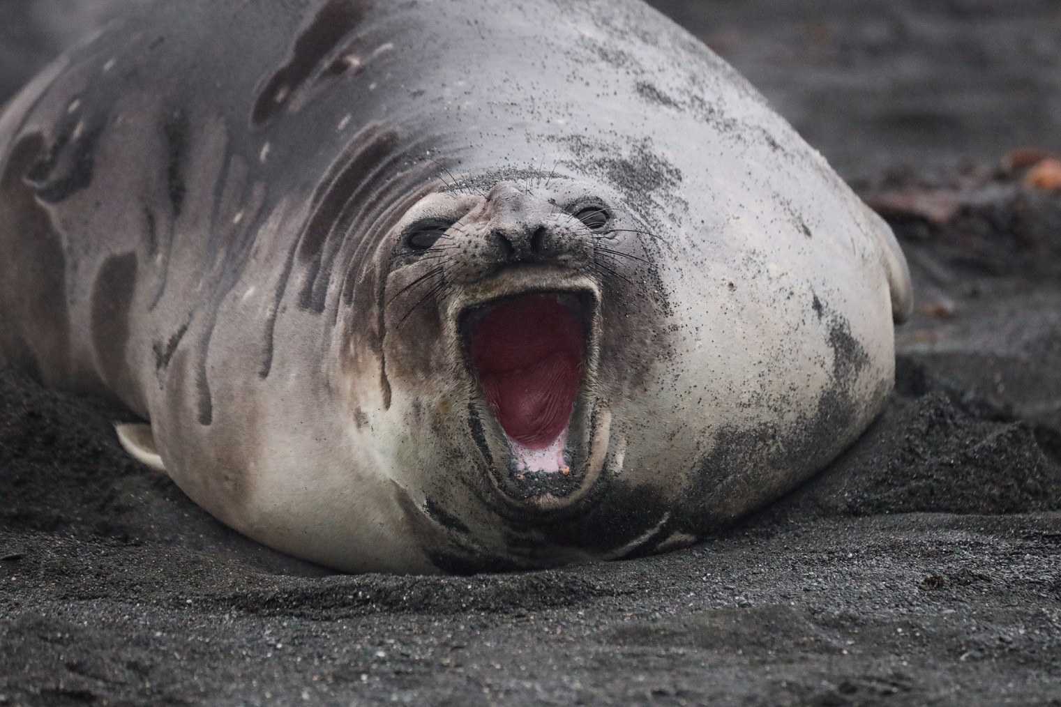 An elephant seal announces himself.