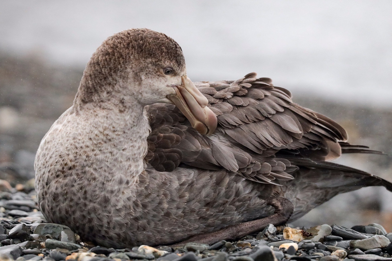 A giant petrel is one of the many birds which call South Georgia home.