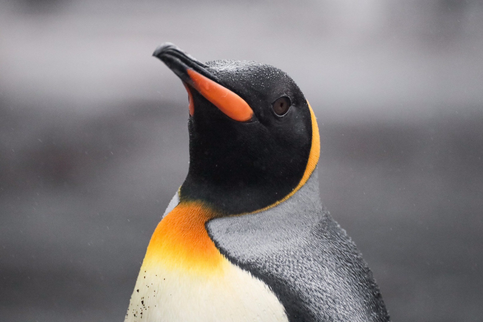 A king penguin walks around the island.