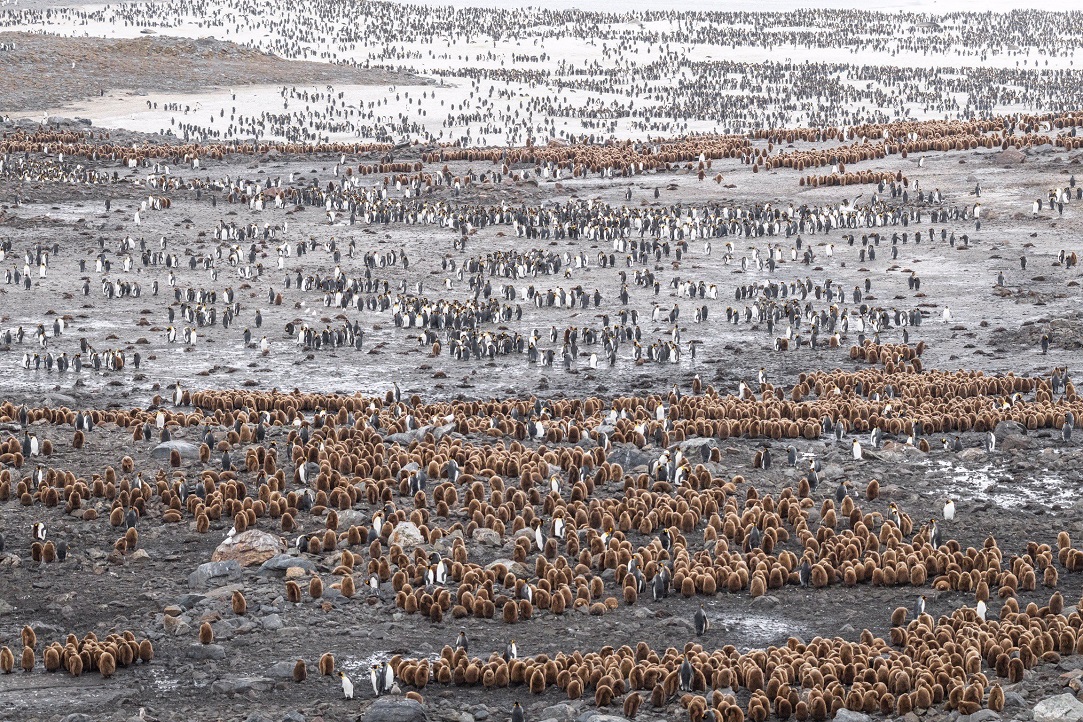 Some of the 7 million penguins on South Georgia Island. Photos: supplied