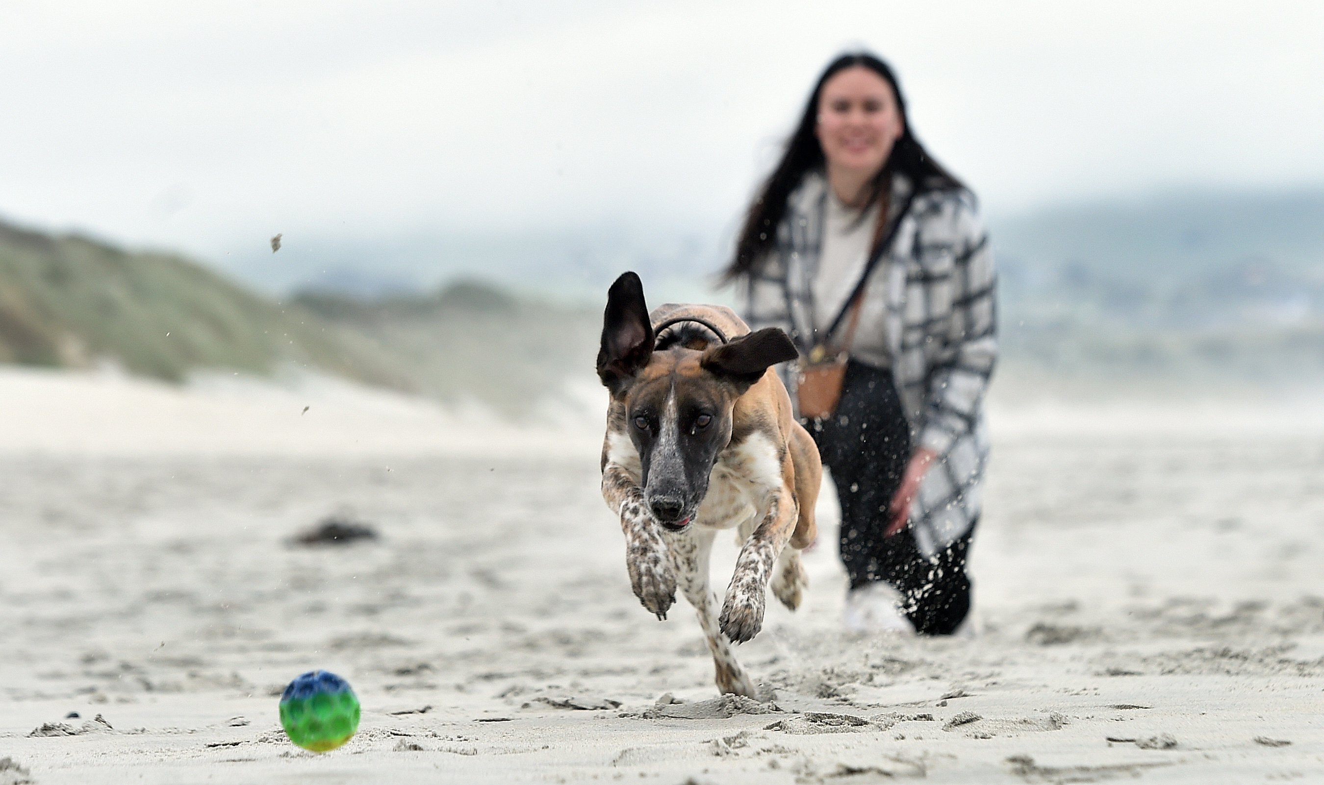 Barry, a 2-year-old, quarter spaniel, three-quarter whippet mix, races after a ball thrown by his...