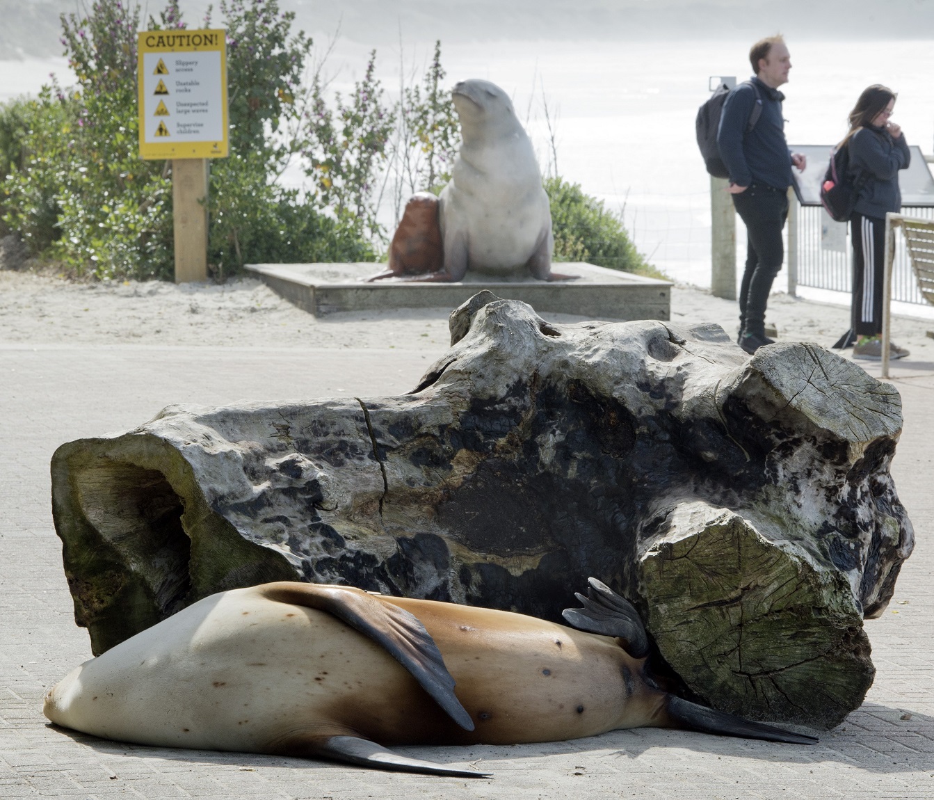 New Zealand sea lion Moana snoozes in the sun (foreground and below), just metres away from a...