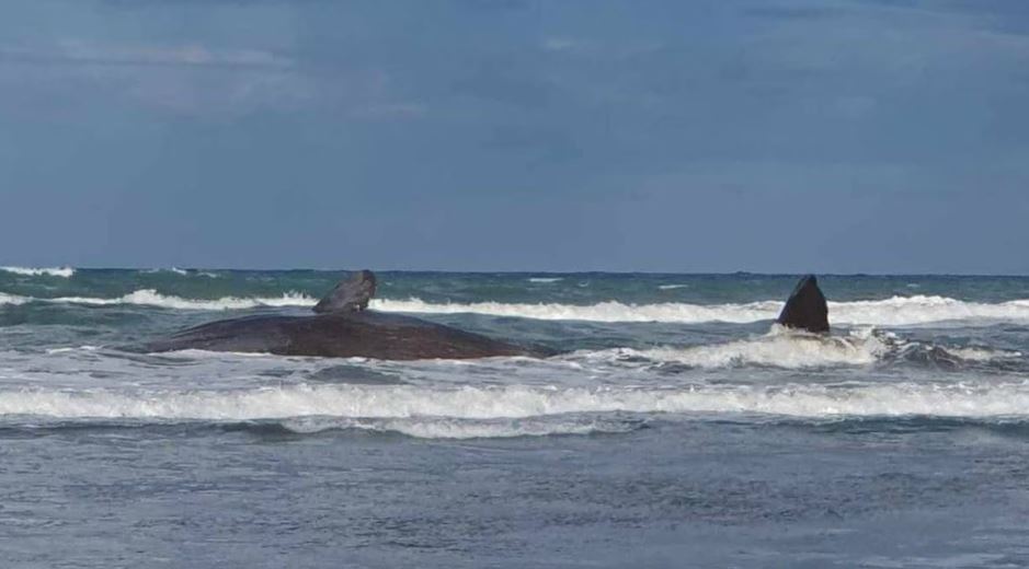 The whale is currently stranded on the ocean side of a sandbar. Photo: Project Jonah