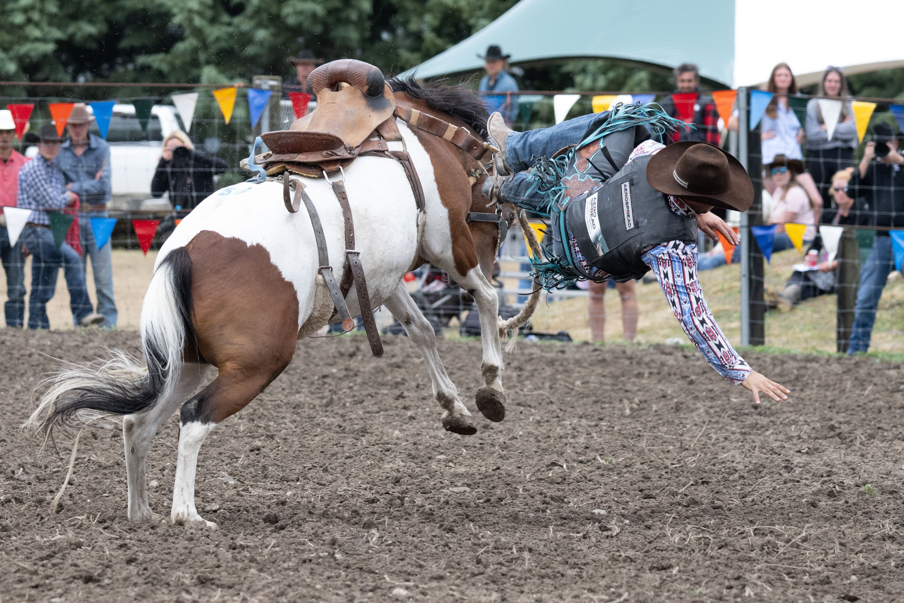 Hastings cowboy Joseph Whitelock is thrown from his horse during the open saddle bronc competition.