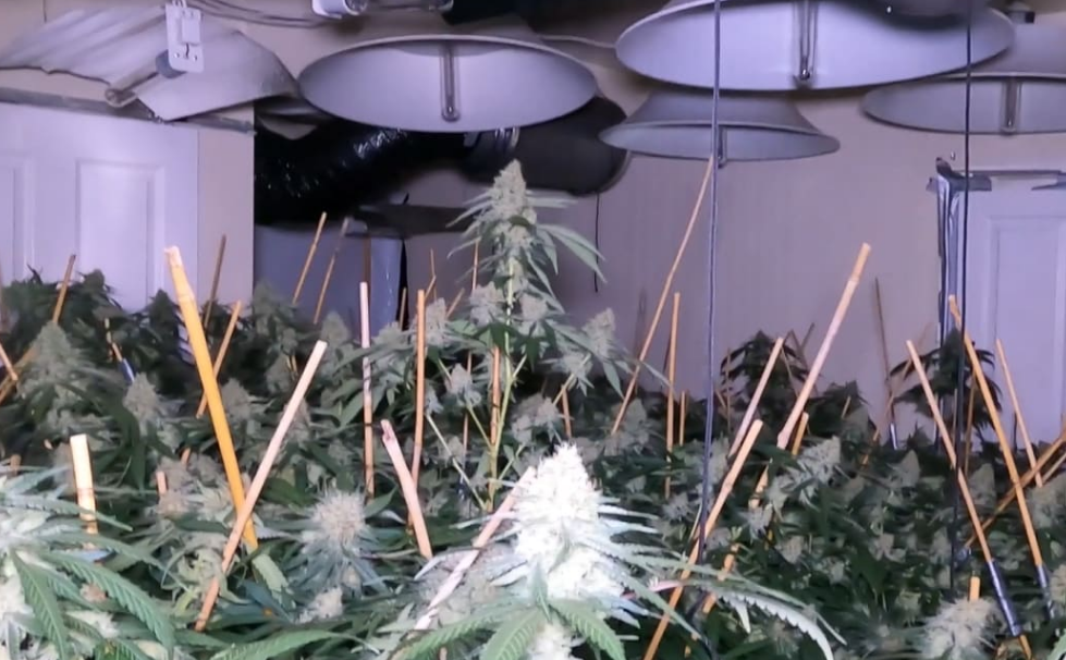 The investigation located 42 significant cannabis crop grows and 10kg of packaged cannabis was...