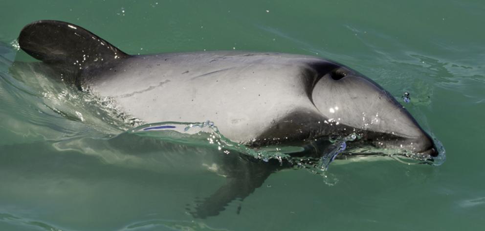 A Hector's dolphin. Photo: Getty