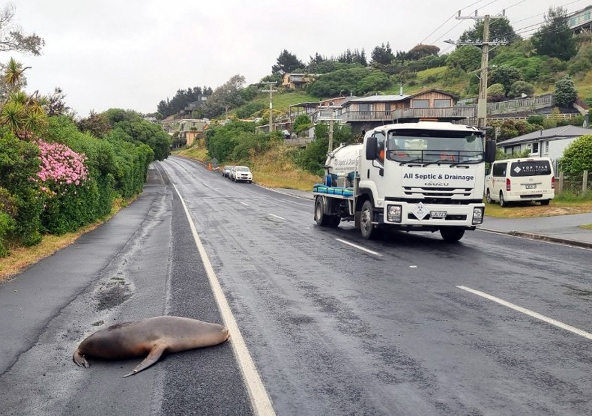 A 3-year-old pregnant sea lion lies on Brighton Rd at Ocean View yesterday. Photo: DOC/Kai Blackmore