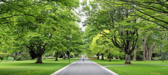 Trees will be planted in Queen's Park in accordance with the new King's wishes. Photo:...