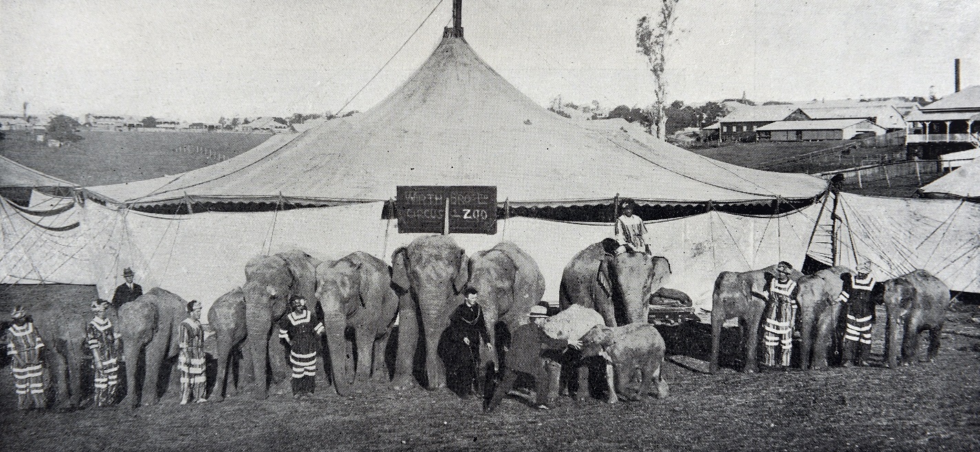 Messrs Wirths circus herd of 12 elephants, including Jessie, the baby, Otago Witness, 11.12.1923 