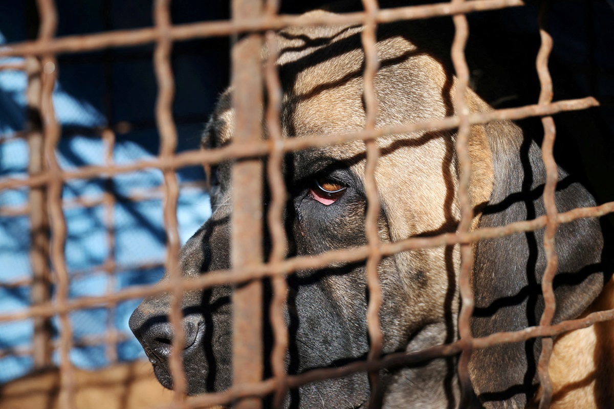 A caged dog used in a protest in Seoul last year to demand the South Korean government scrap...