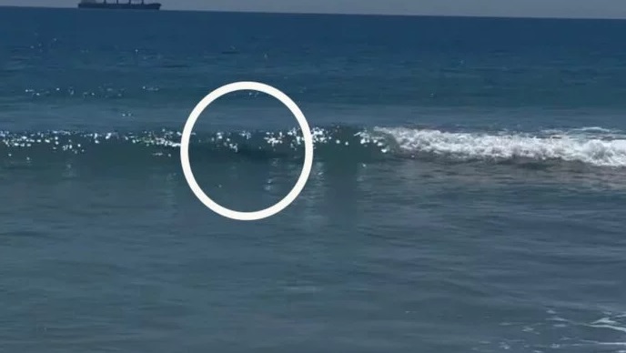 Swimmers flee water after shark spotted at North Island beach