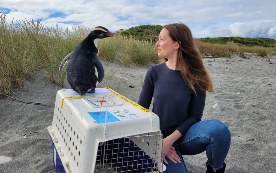 Cassie Mealey with the penguin. Photo: Supplied / Department of Conservation