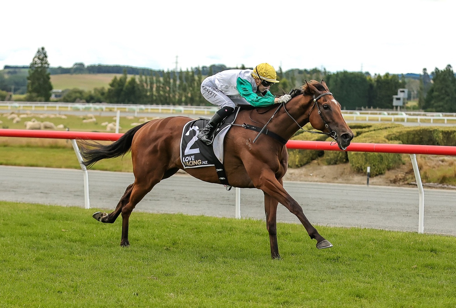 Humbucker, ridden by jockey Jasmine Fawcett, of Auckland, has a four-length lead on the field as...