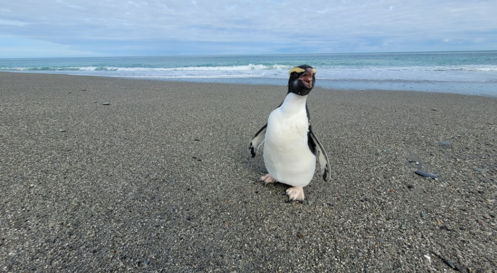 The tawaki released at Hokitika. Photo: Supplied / Department of Conservation