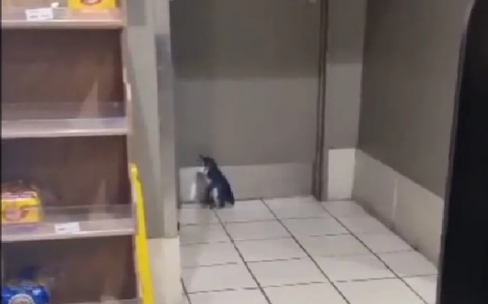 Staff at a Z service station in Oamaru helped to return a penguin to the wild after it waddled...