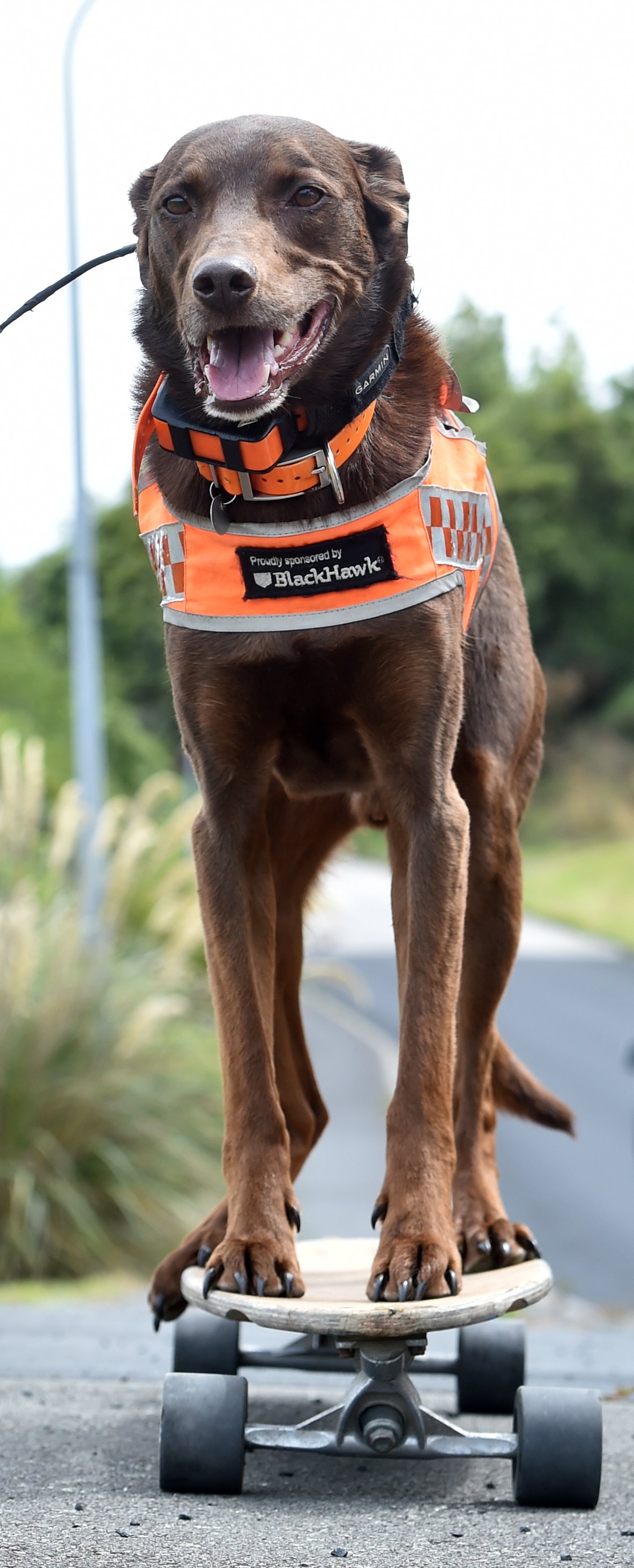 LandSAR area search dog Red skates down Rockyside Tce in Caversham yesterday.