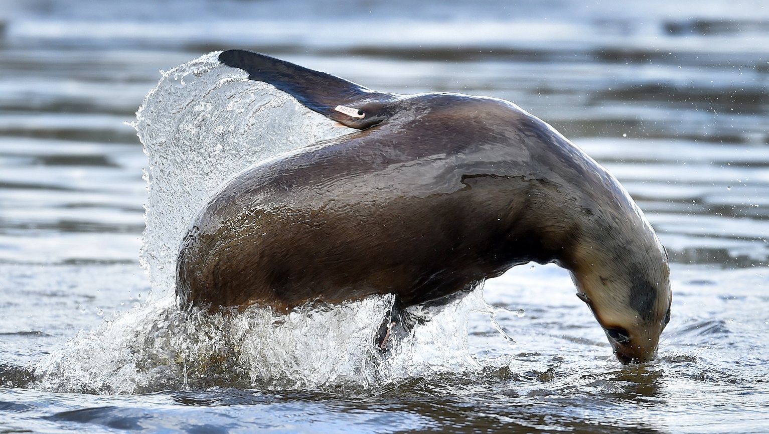 I did not have to stay long for a sea lion to perform for the camera at Hoopers Inlet.