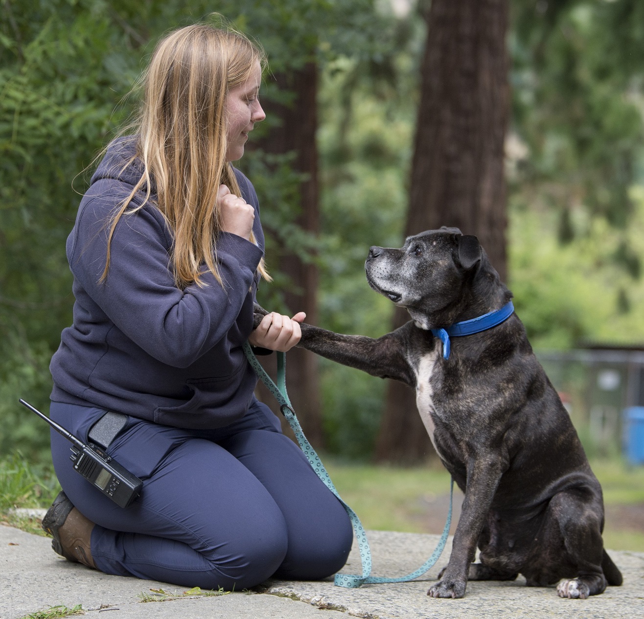 SPCA canine team leader Gemma Mitchell sits with CJ, a mixed-breed Staffy awaiting adoption....