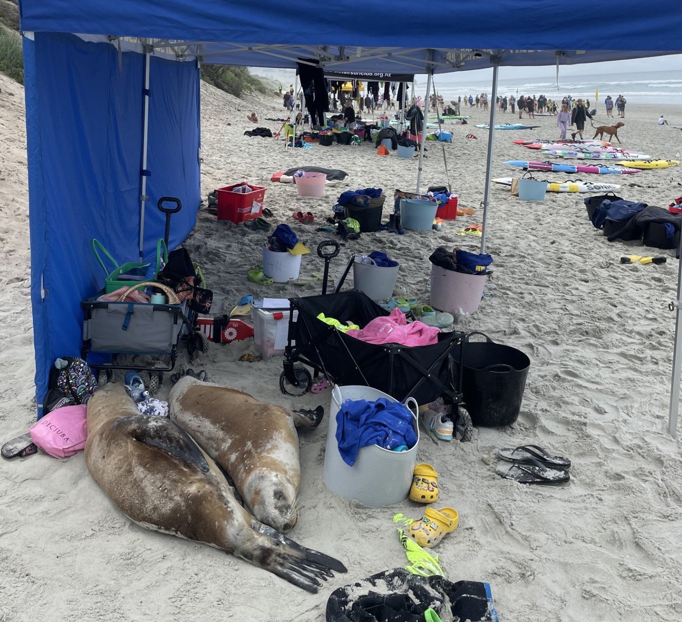 Two sea lions lie down for a rest underneath a tent at the junior carnival in St Clair on Sunday....