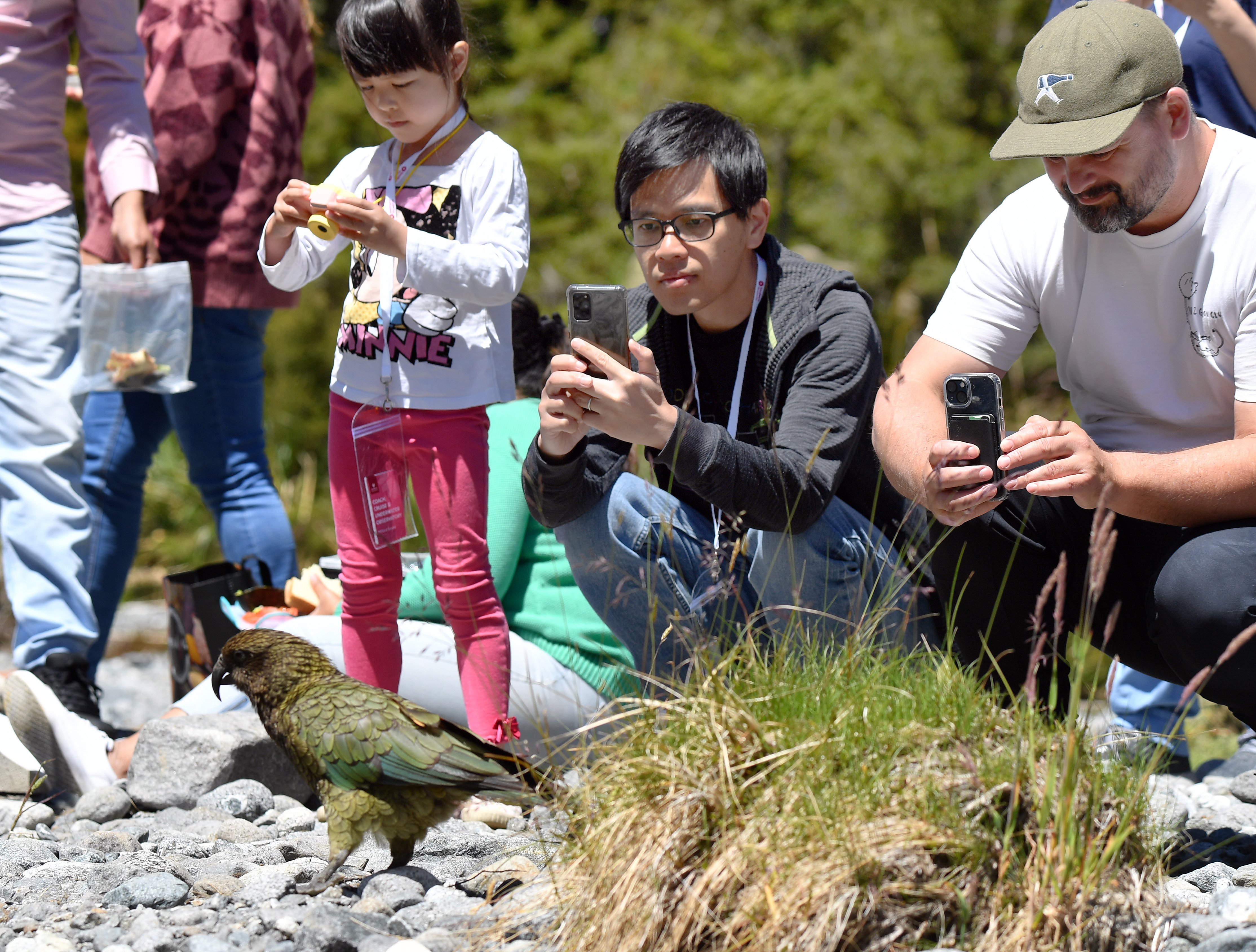 One of the South Island’s few remaining kea on the Milford Road at Monkey Creek is surrounded by...