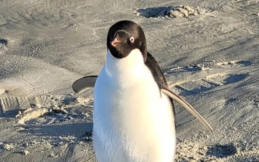 Veterinarians who have been looking after the Adélie penguin at Dunedin Wildlife Hospital say she...