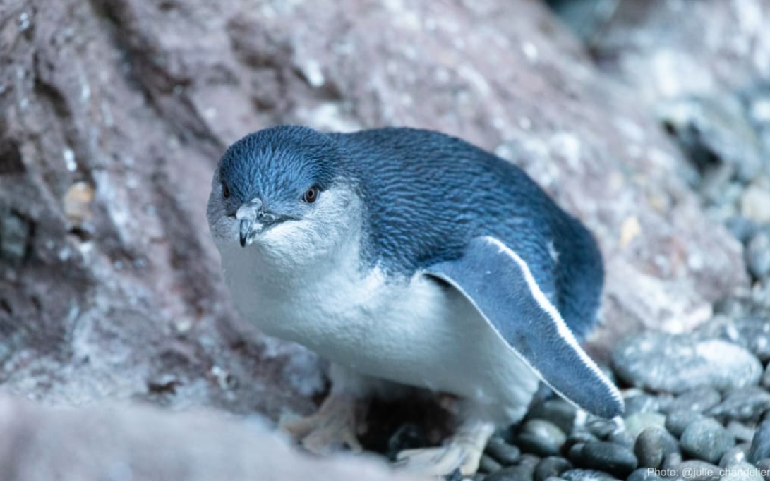 Kororā / the little blue penguin is the runner-up this year. Photo: Supplied / Julie Chandelier